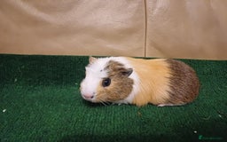Guinea Pig rodents for sale: Adorable Female Baby Guinea Pigs - Image 2