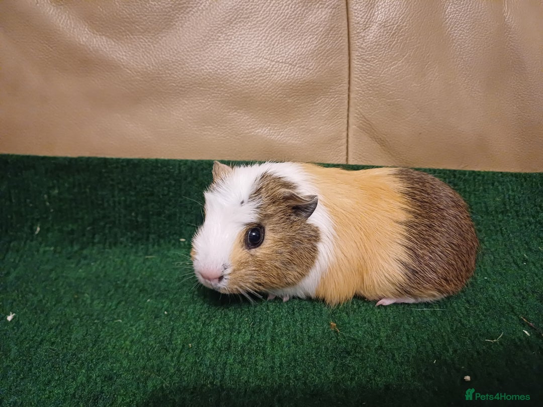 Guinea Pig rodents for sale: Adorable Female Baby Guinea Pigs - Image 2