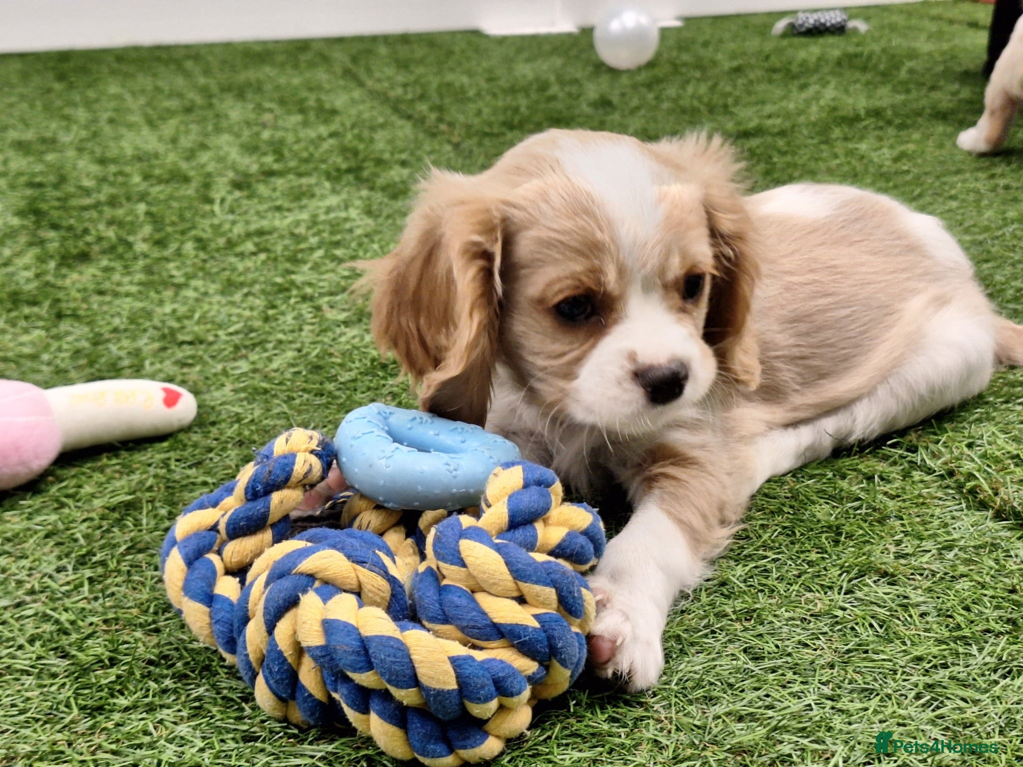 Cavalier King Charles Spaniel dogs 🐾AMAZING KC REGISTERED CAVALIERS 🐾 - Advert 14
