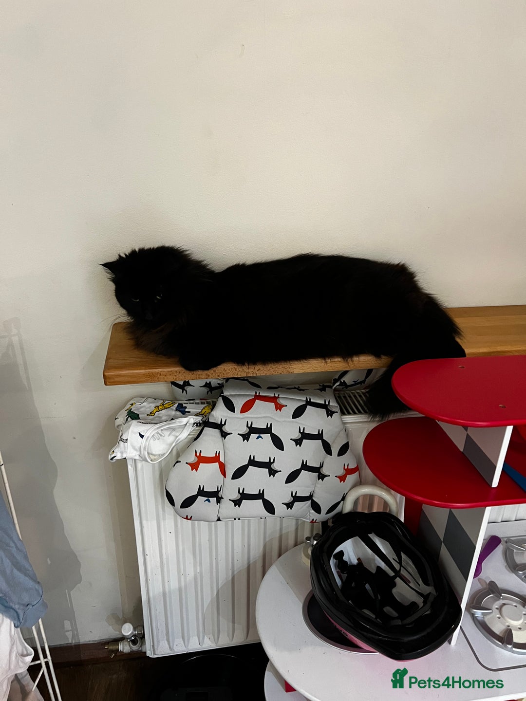 British Longhair cats for sale: British longhair cat - Advert 4