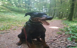 Dobermann dogs for sale: 4 year old Male Doberman looking for forever home - Image 12