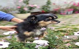 Mixed Breed dogs for adoption: 💖🐶 ELLA 🐶💖 - Image 8