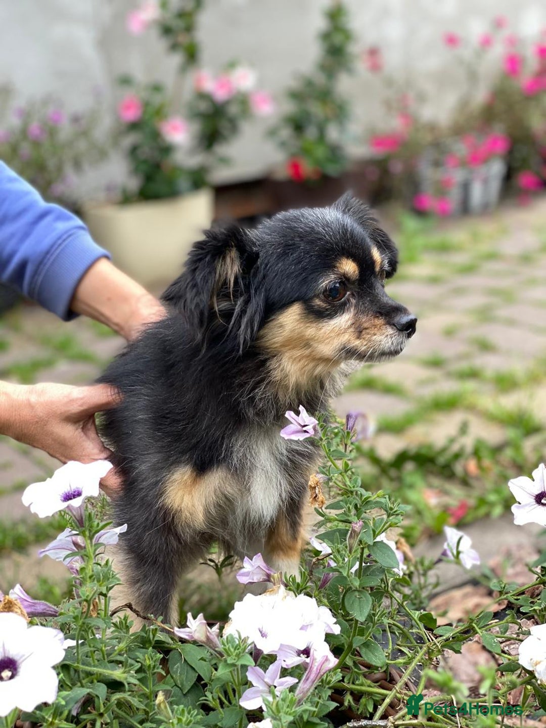 Mixed Breed dogs for adoption: 💖🐶 ELLA 🐶💖 - Image 8