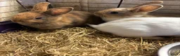 Mixed Breed rabbits for sale: Beautiful baby rabbits  - Advert 5