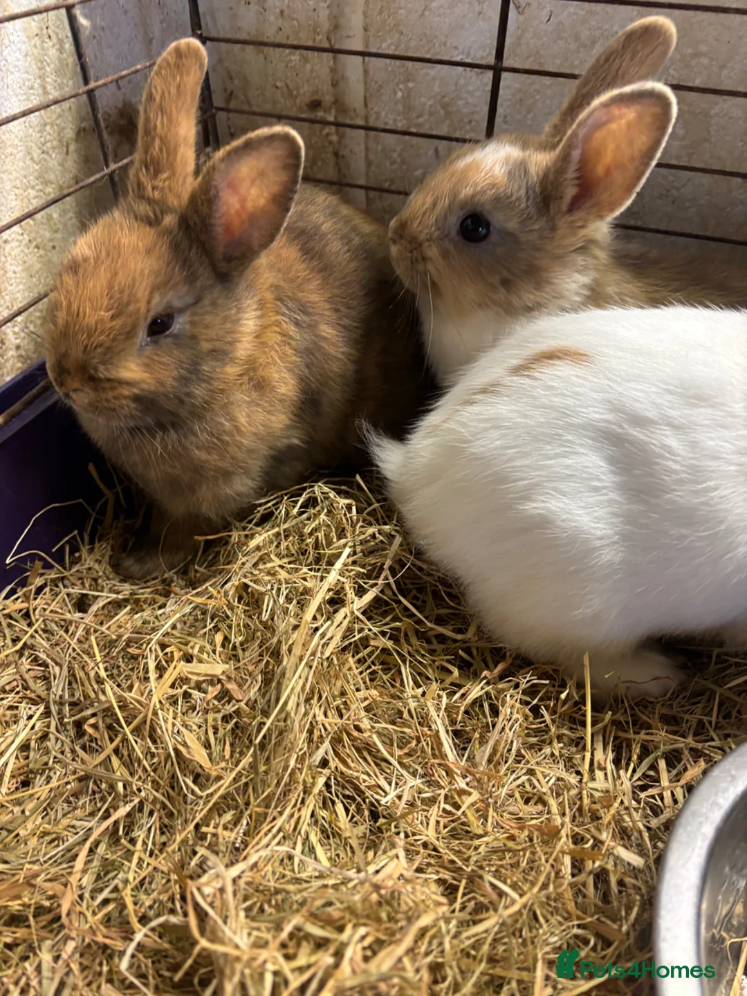 Mixed Breed rabbits for sale: Beautiful baby rabbits  - Advert 5