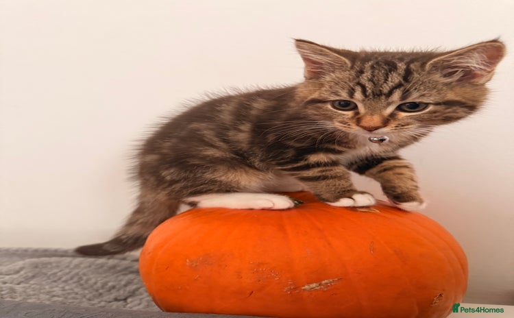 British Shorthair cats Beautiful British short Hair x Maine Coon mix  - Advert 1