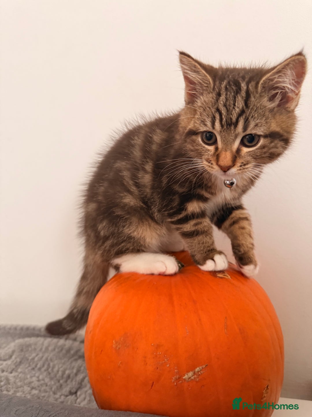 British Shorthair cats for sale: Beautiful British short Hair x Maine Coon mix  - Advert 2