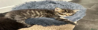 Maine Coon 2
