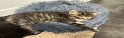 Maine Coon cats for sale: Maine coon x kittens  - Advert 8