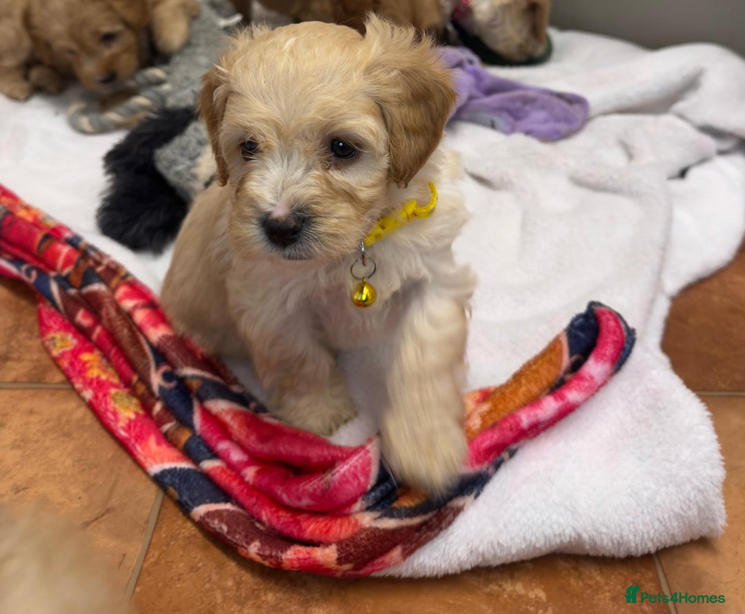 Cockapoo dogs for sale: Bred From Health Tested Parents - Advert 22