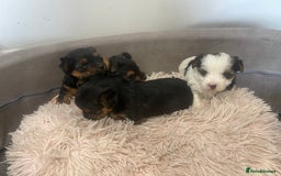 Cocker Spaniel dogs for sale: Stunning cocker spaniel puppies  - Image 6