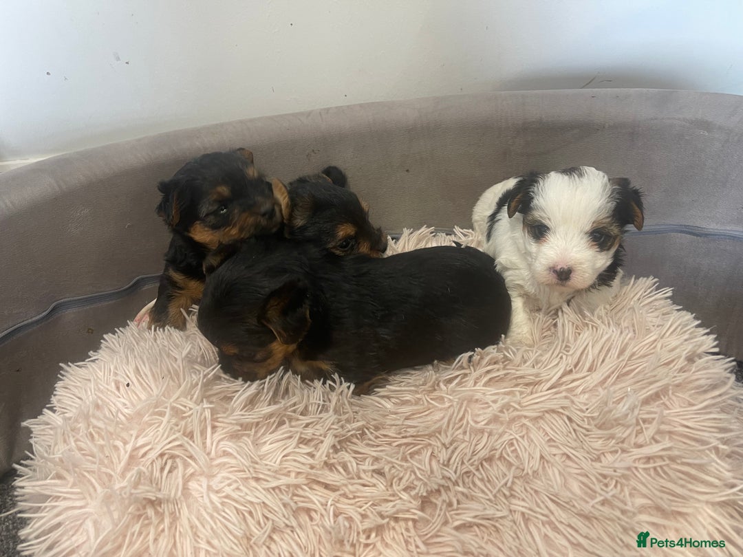 Cocker Spaniel dogs for sale: Stunning cocker spaniel puppies  - Image 6