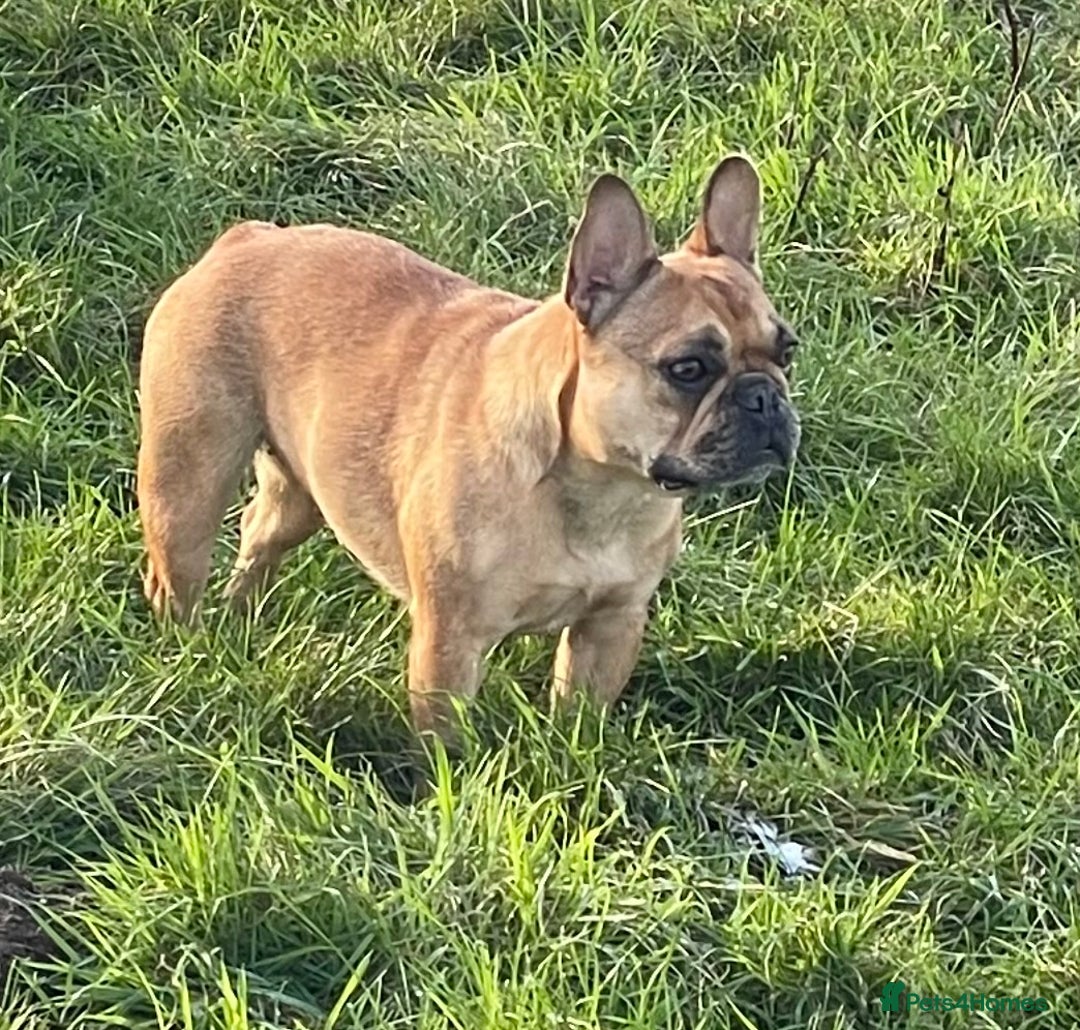 French Bulldog dogs for sale: KC REGISTERED HEALTH TESTED FRENCH BULLDOG  - Advert 7
