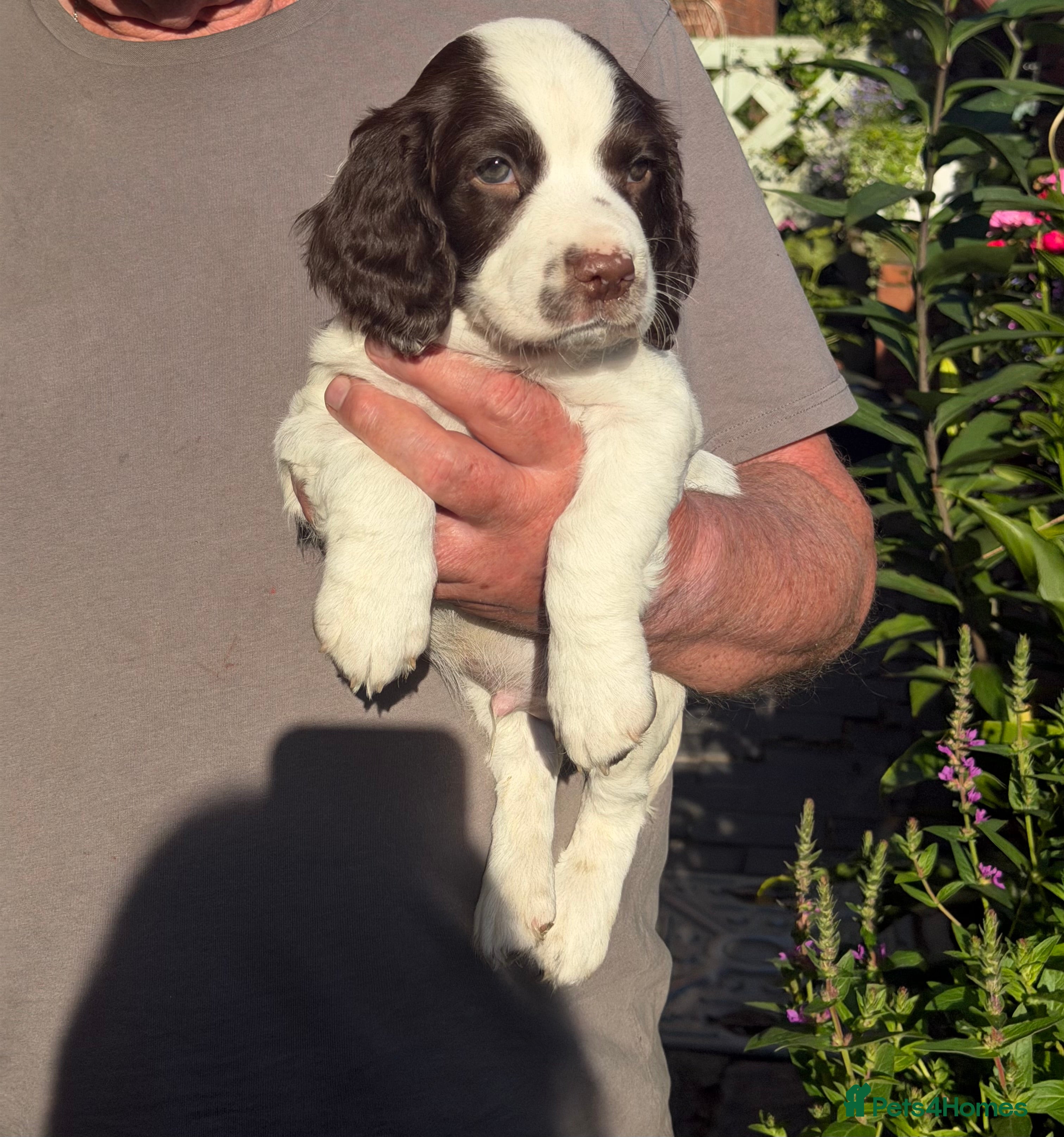 English Springer Spaniel dogs Springer Spaniel Puppies - Advert 2