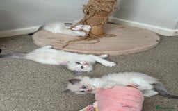 Ragdoll cats for sale: Blue bicolour babies 🐾 - Image 20