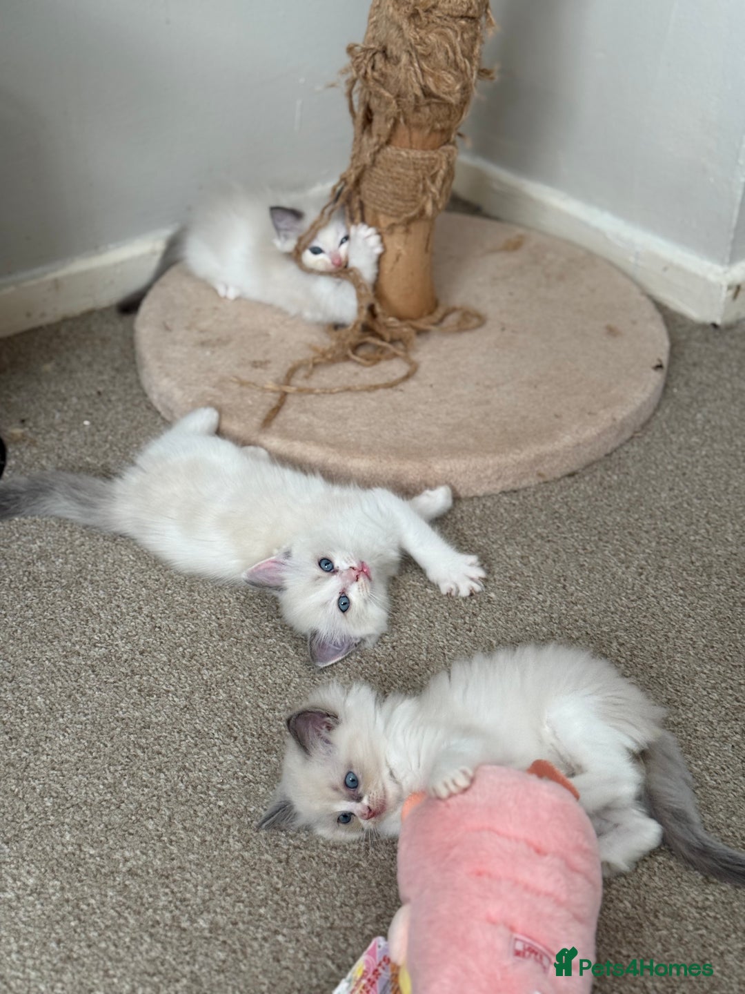 Ragdoll cats for sale: Blue bicolour babies 🐾 - Image 20