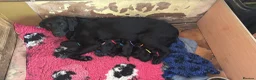 Labrador Retriever dogs for sale: Labrador x Labrador/flat coat retriever puppies in Carmarthen - Advert 6