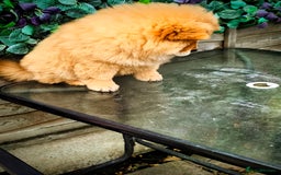 Chow Chow dogs for sale: Chow chow - Image 3