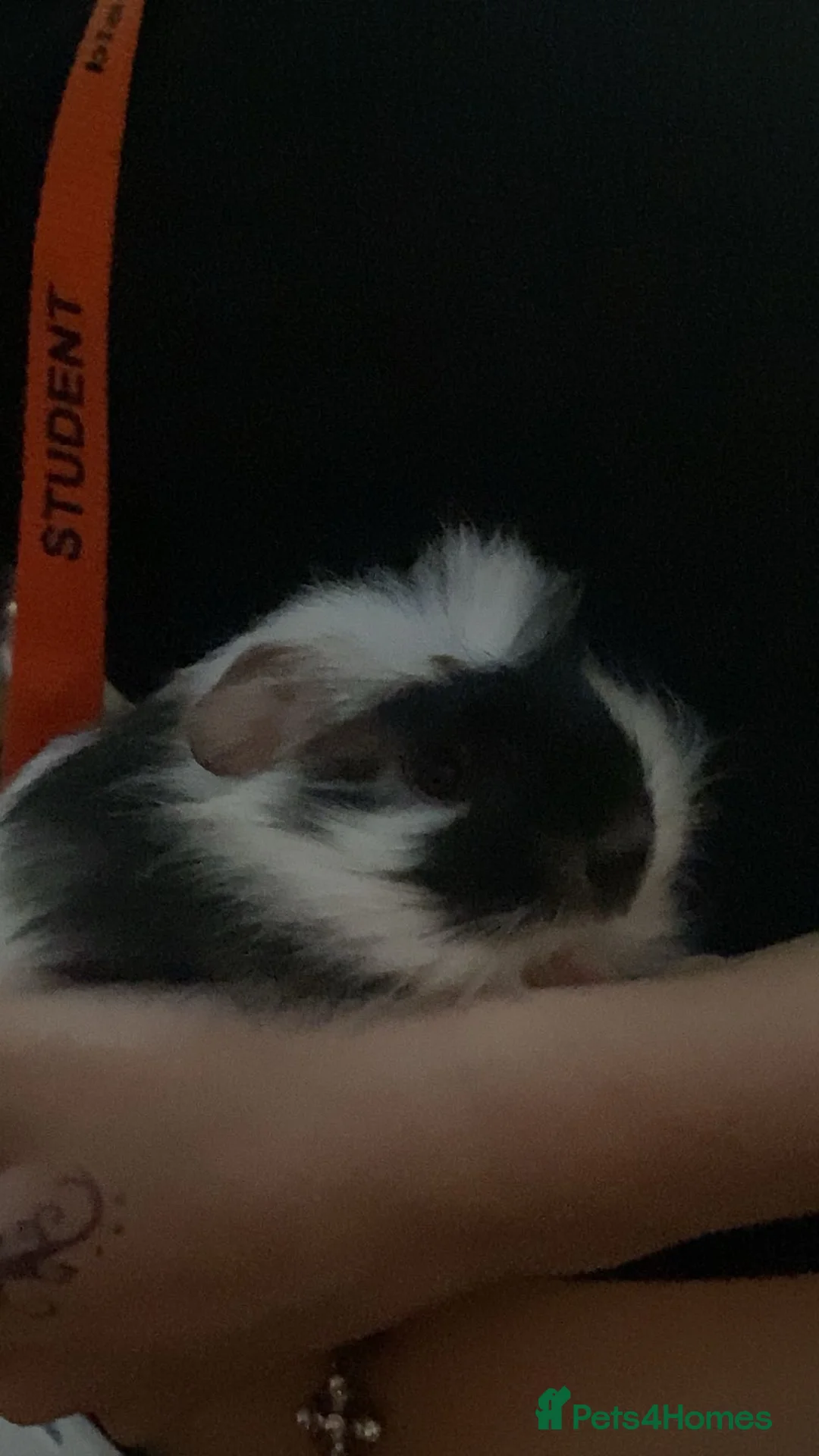 Guinea Pig rodents for sale: 2 lovely male guinea pigs in Blackpool - Advert 4