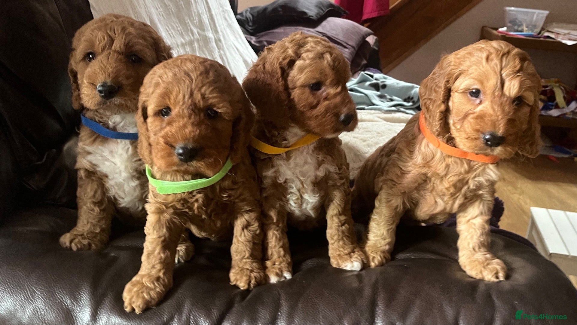 Cockapoo dogs Cockapoo puppies  - Advert 5