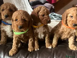 Cockapoo dogs Cockapoo puppies - Advert 5