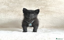 Pomsky dogs for sale: Adorable small f3 Pomsky puppies for sale  - Image 8
