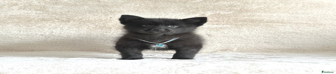 Pomsky Puppy 2