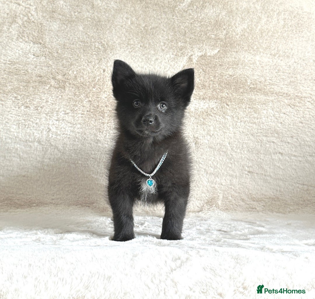 Pomsky dogs for sale: Adorable small f3 Pomsky puppies for sale  - Image 8