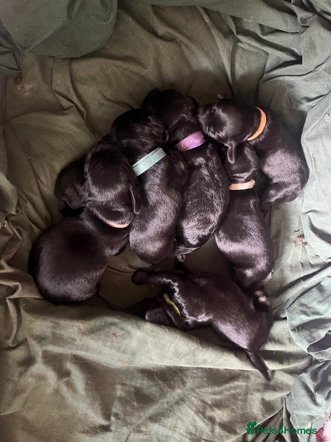 Cocker Spaniel dogs for sale: F1b cocker spaniel puppies for sale - Image 1
