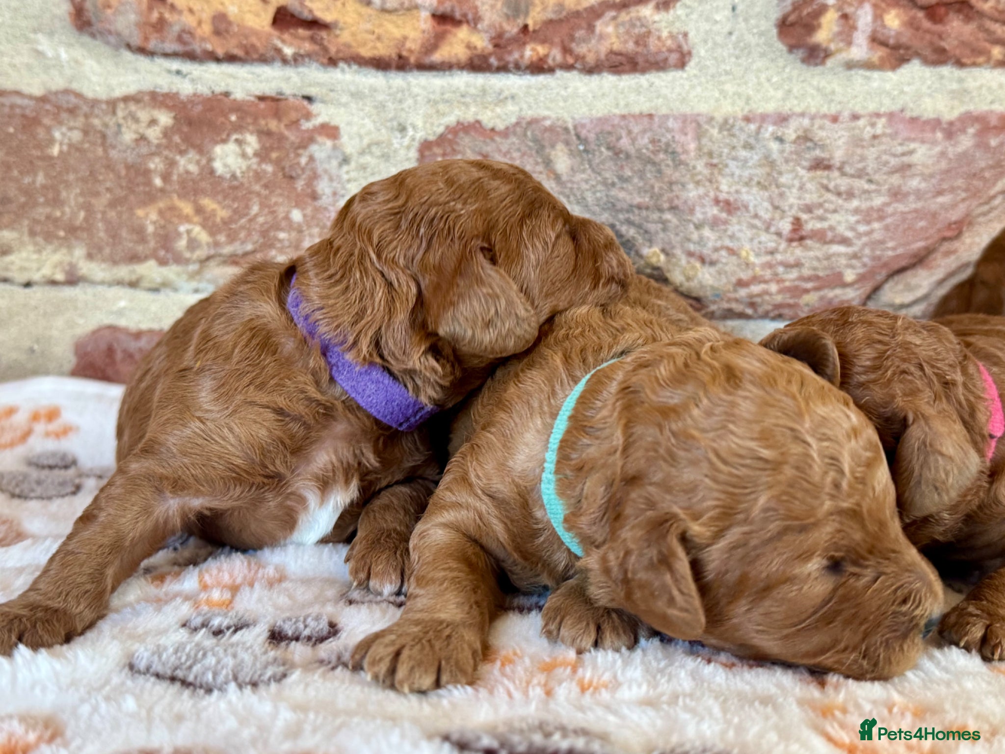 Cavapoo dogs F1b Cavapoos  - Advert 2