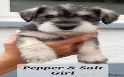 Miniature Schnauzer dogs for sale: Gorgeous sweet Schnauzer Puppies - Image 3