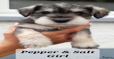 Miniature Schnauzer dogs - Advert 1
