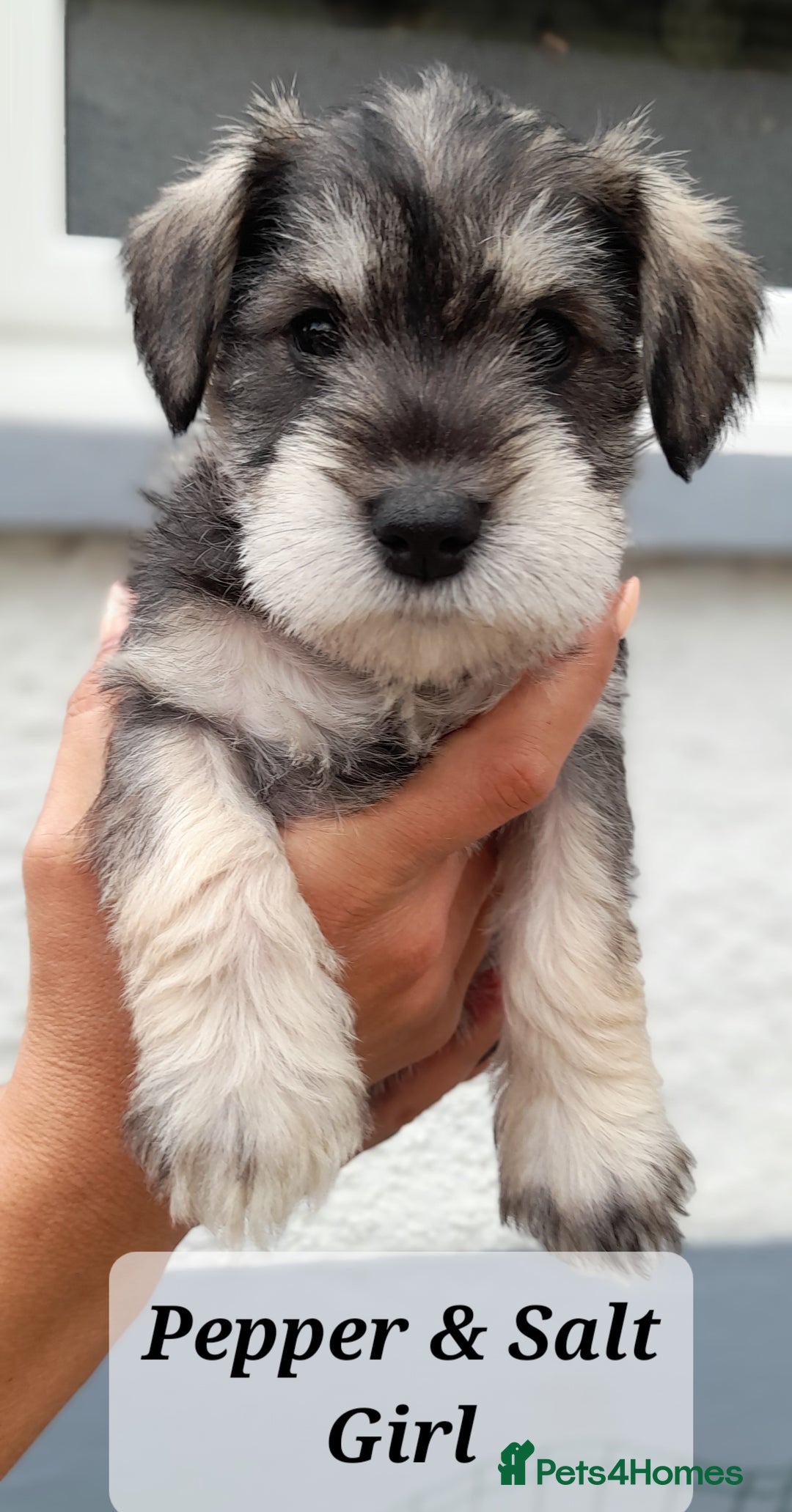 Miniature Schnauzer dogs for sale: Gorgeous sweet Schnauzer Puppies - Image 3