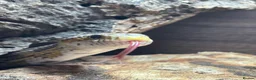 Corn Snake reptiles for sale: Ghost morph corn snake + set up  - Advert 3