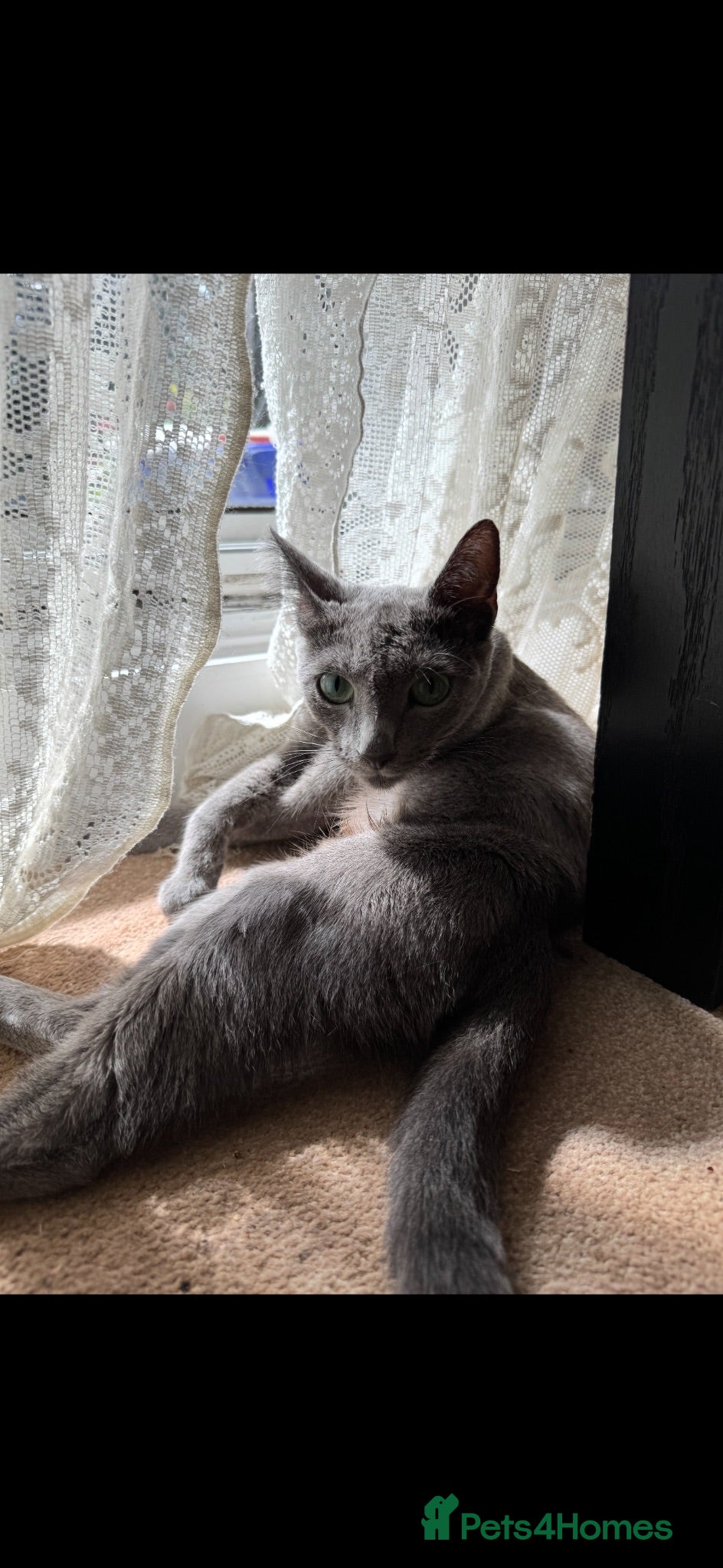 Mixed Breed cats Russian Blue x Tabby Kittens 🐱  - Advert 1