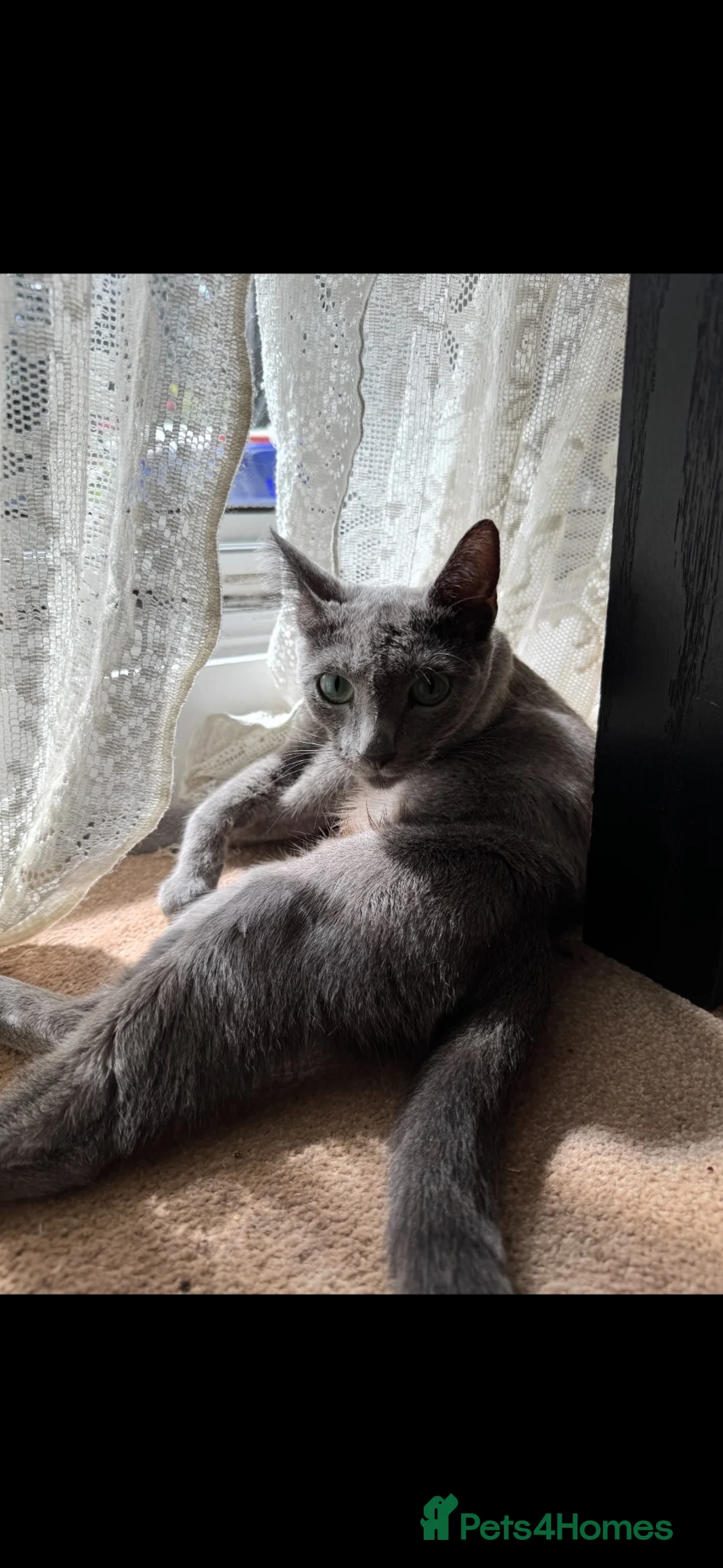 Mixed Breed cats for sale: Russian Blue x Tabby Kittens 🐱  - Advert 1