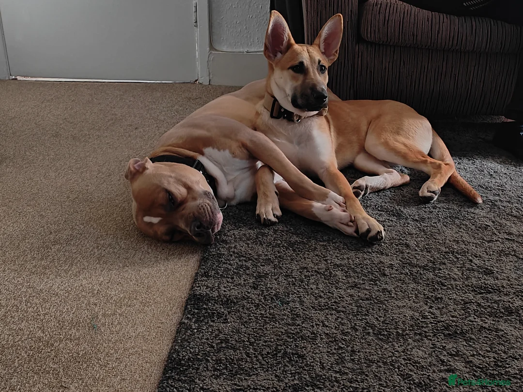 Mixed Breed dogs for sale: A new forever home - Advert 1