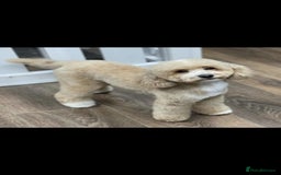Toy Poodle dogs for sale: KC registered toy poodles - Image 8