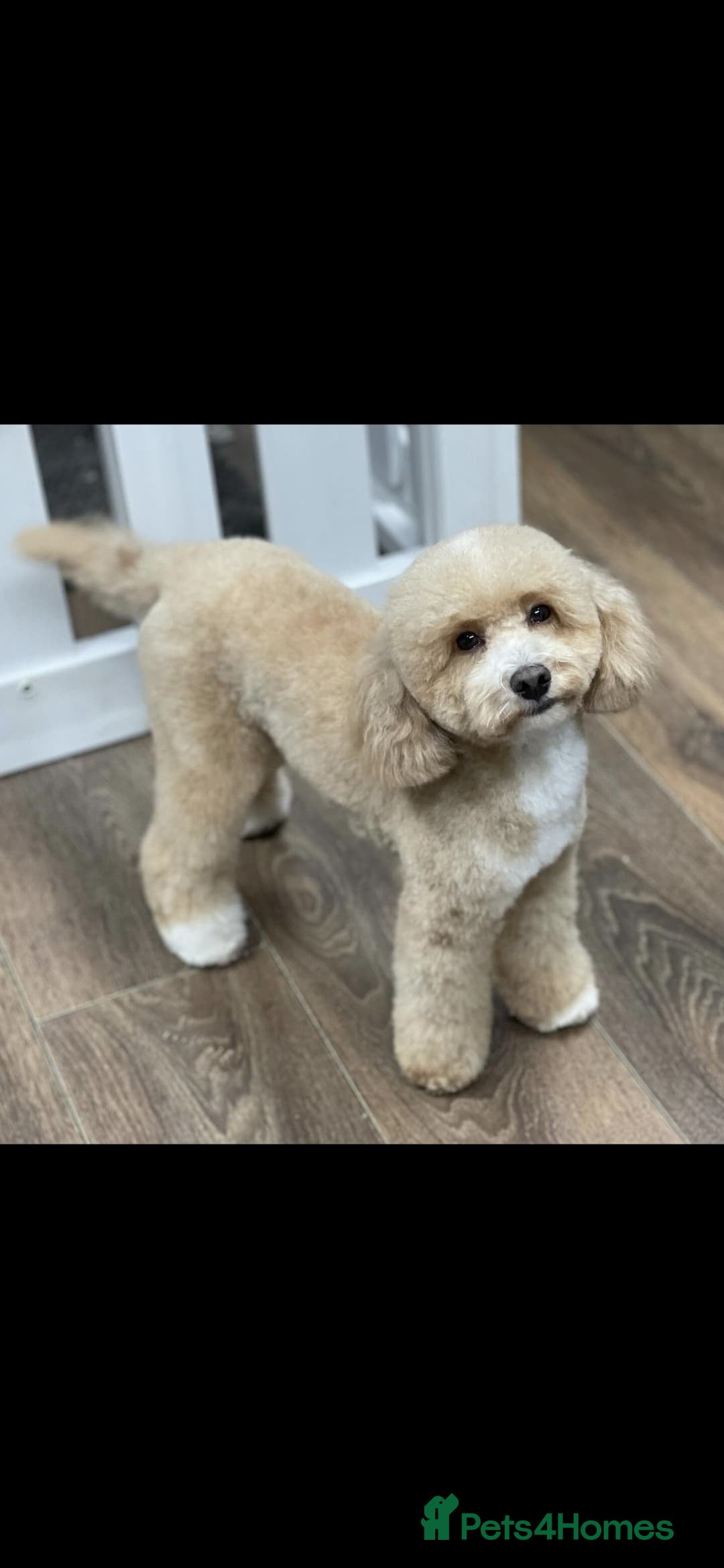 Toy Poodle dogs for sale: KC registered toy poodles - Image 8