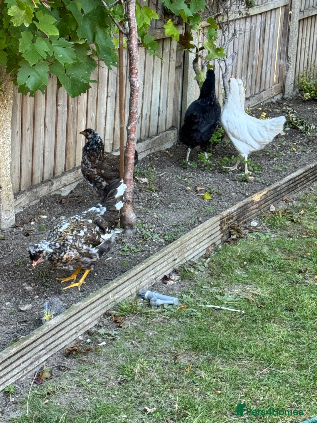 Mixed Breed birds for sale: 6 chickens - Image 1
