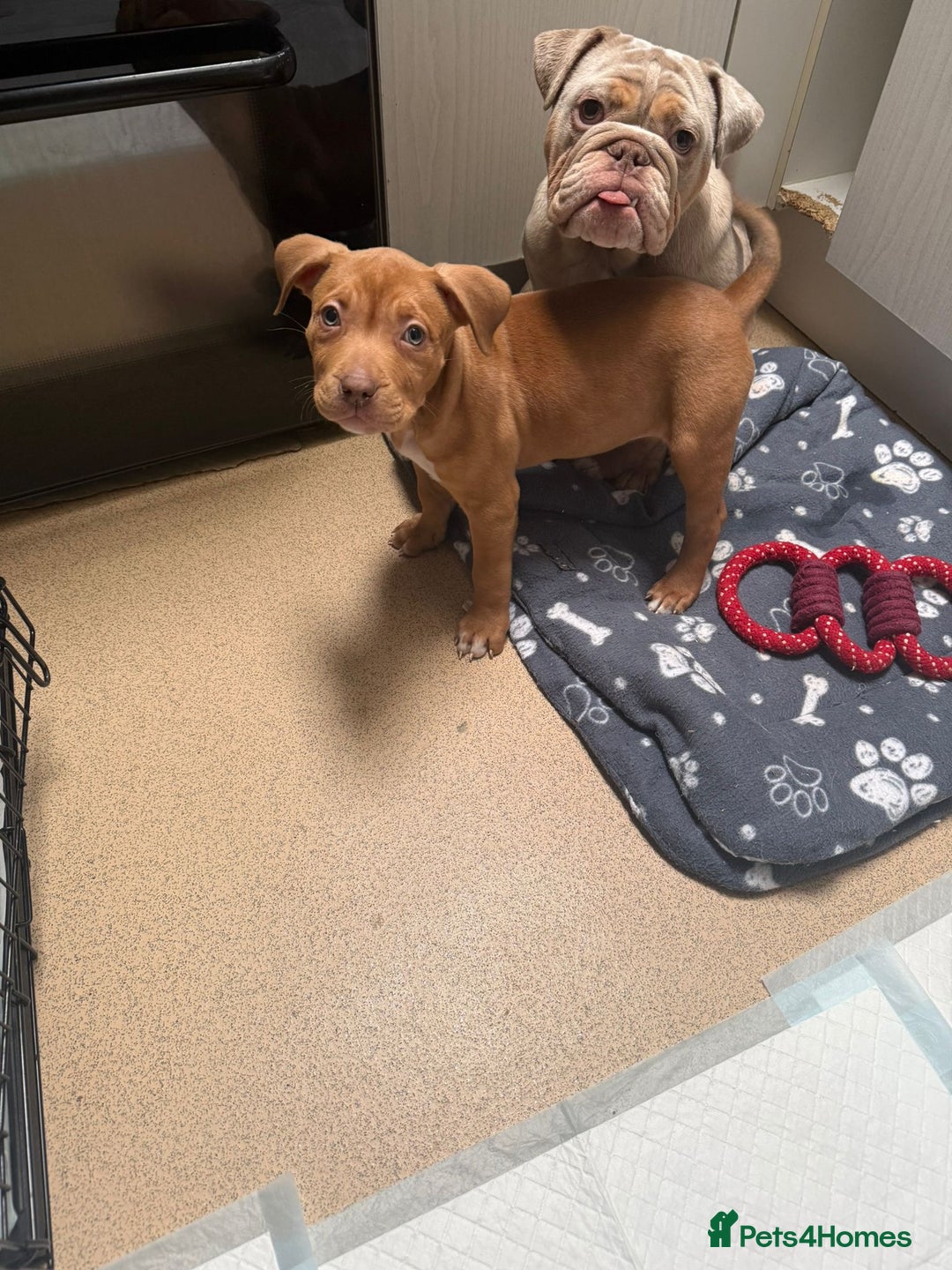 American Bull Staffy dogs for sale: American bull dog - Advert 2