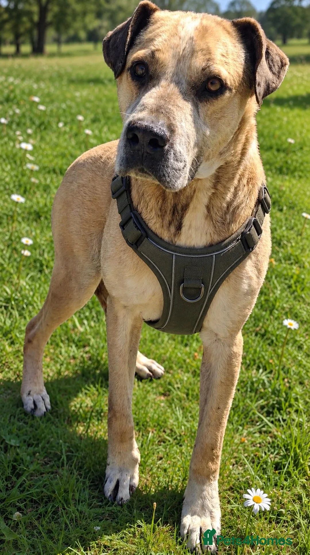 Mixed Breed dogs for adoption: Older Home Needs a Retirement Home 💎 🐾 - Advert 5