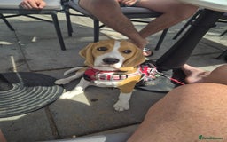 Beagle dogs for sale: 9 mouths old puppy beagle  - Image 10