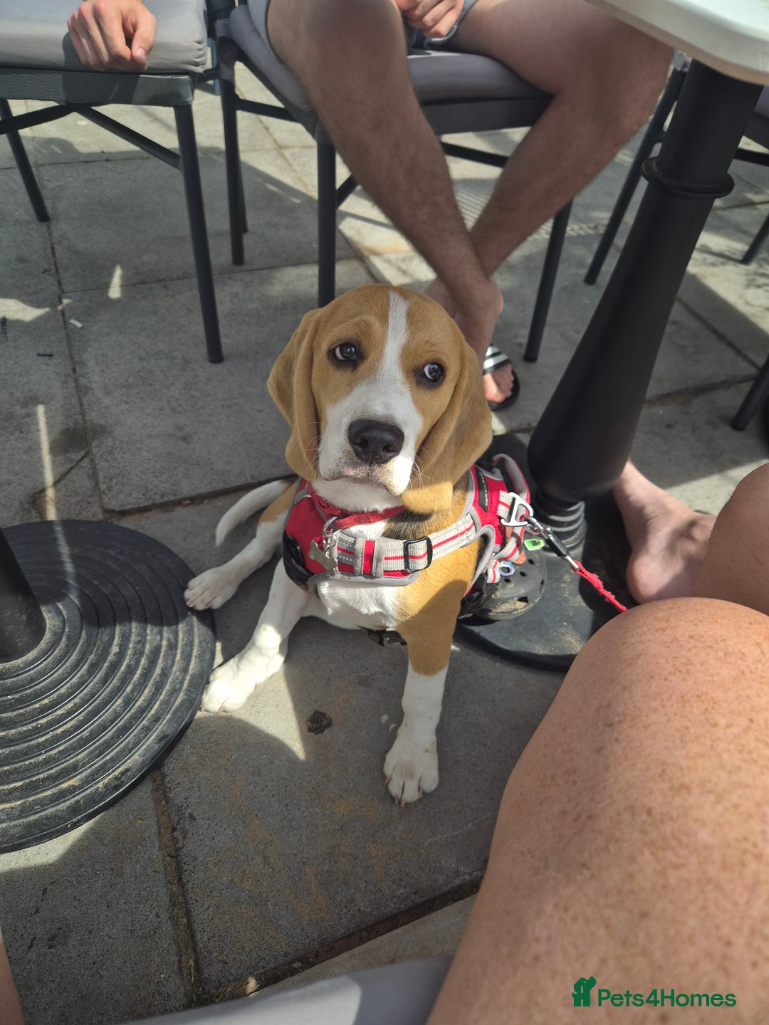 Beagle dogs for sale: 9 mouths old puppy beagle  - Image 10