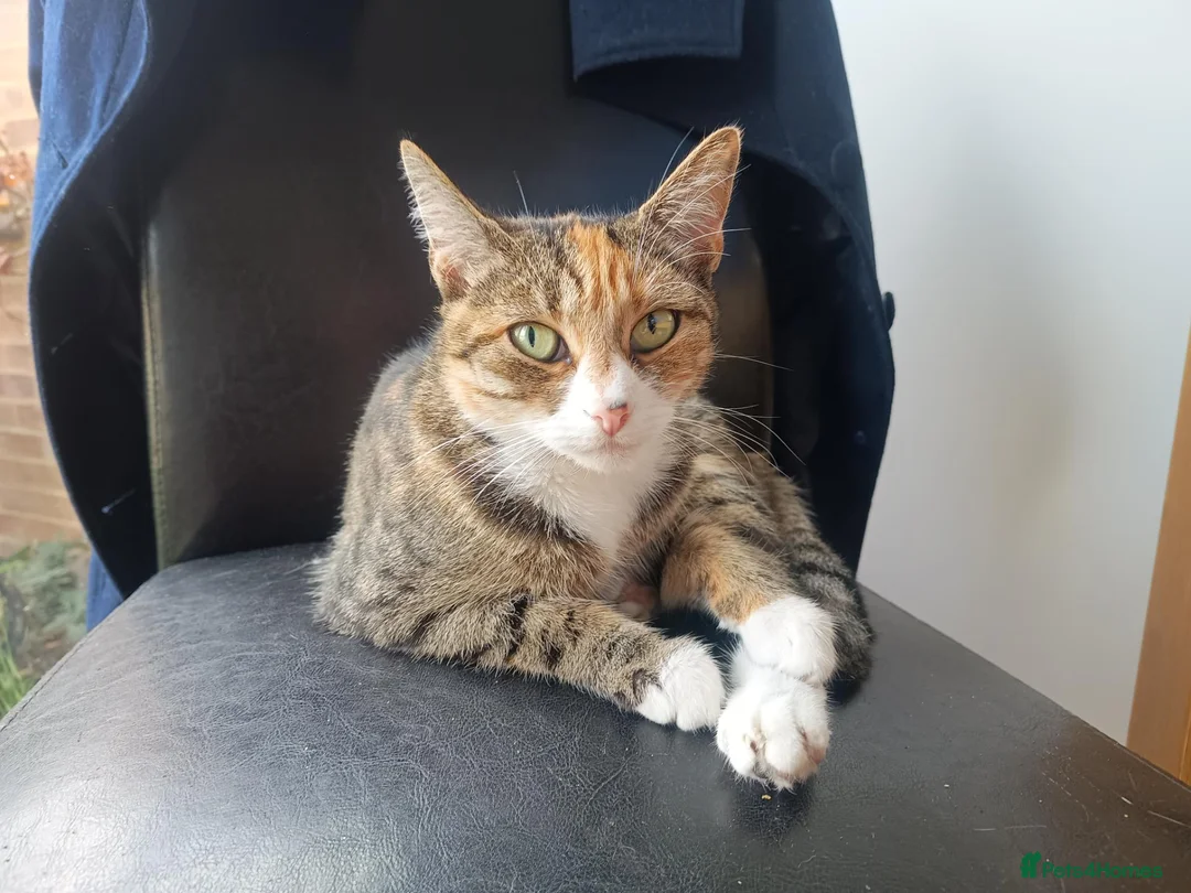 Mixed Breed cats for sale: Torbie girl for sale (5yrs) - Advert 2