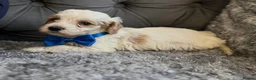 Cockapoo dogs for sale: Cockapoo puppies for sale  in Wednesbury - Advert 12