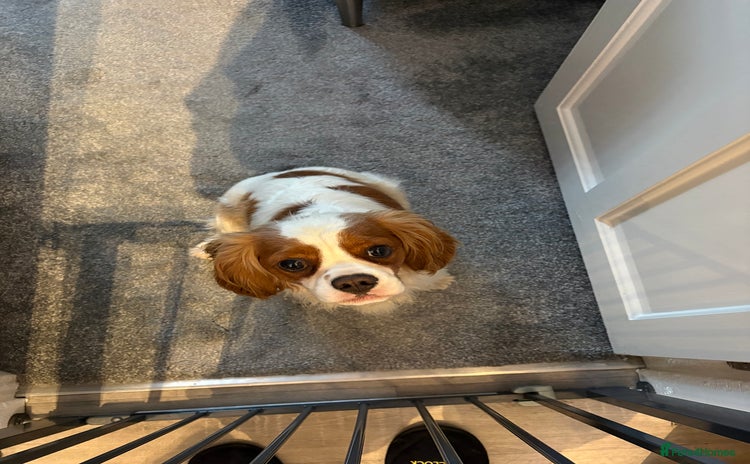 King Charles Spaniel dogs - Advert 1