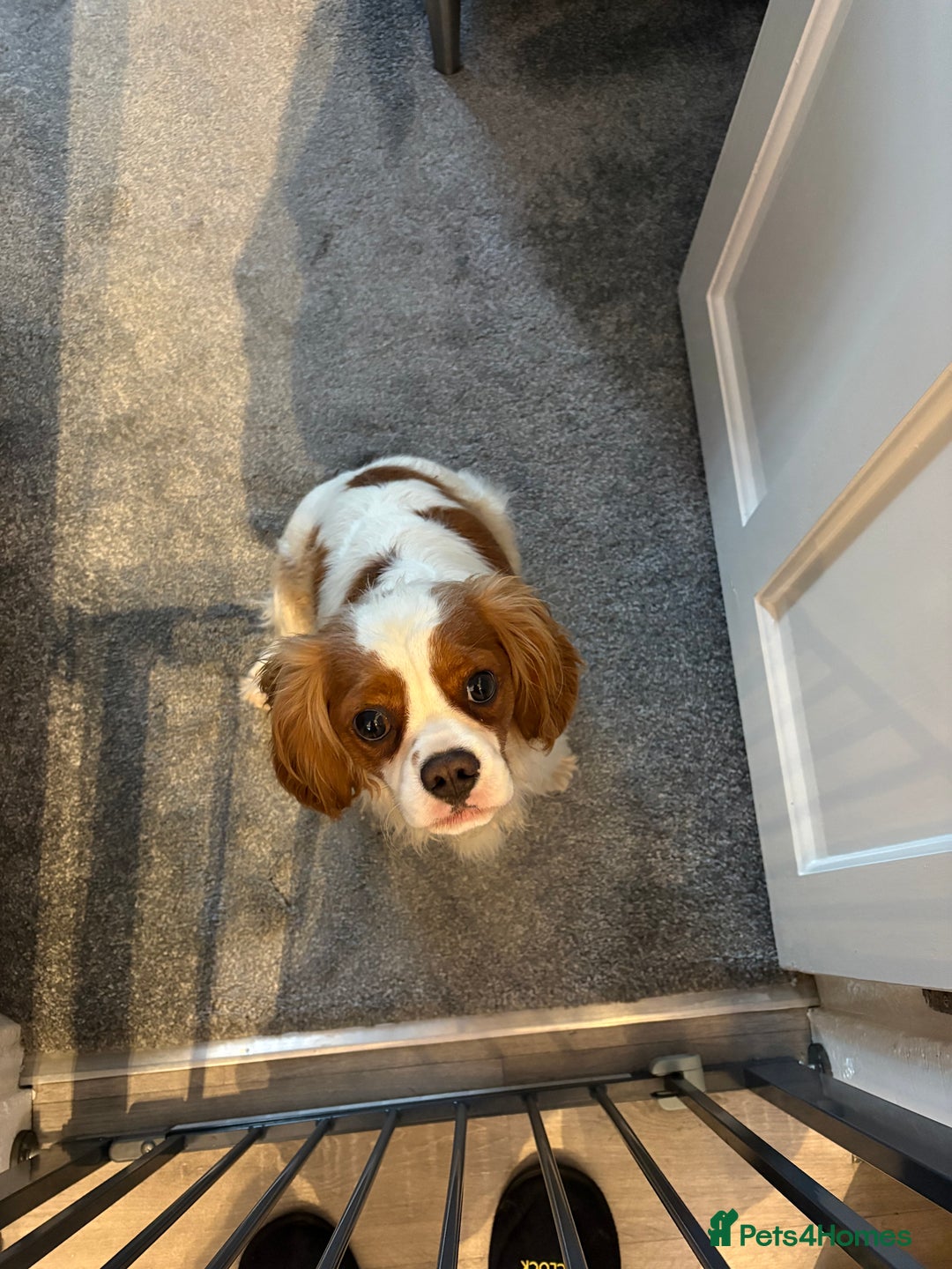 King Charles Spaniel dogs for sale: King Charles cavalier - Image 1