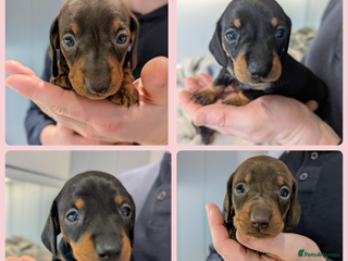Miniature Dachshund dogs Gorgeous miniature dachshund puppies - Advert 4