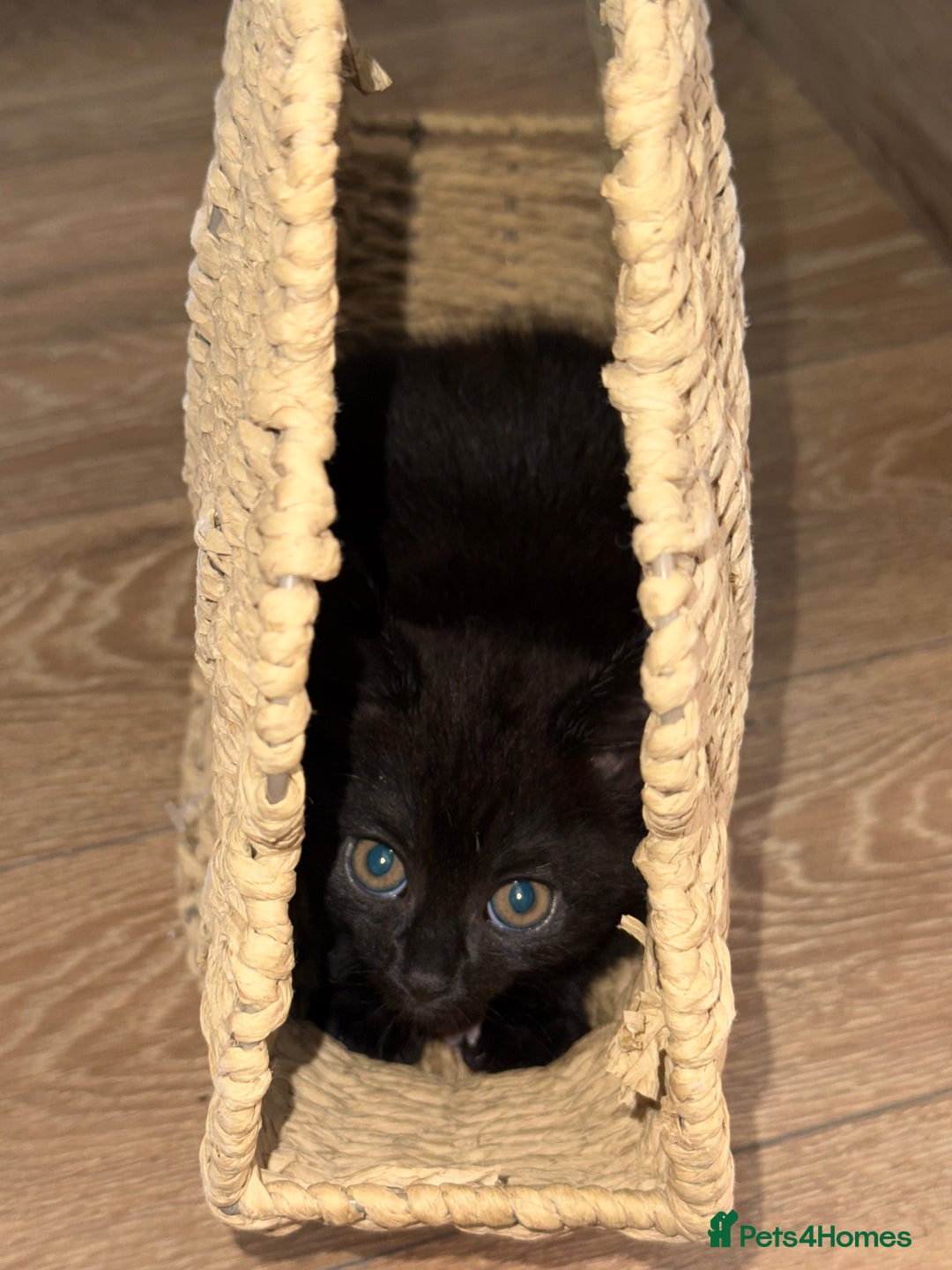Mixed Breed cats for sale: Cat for sale  - Image 13